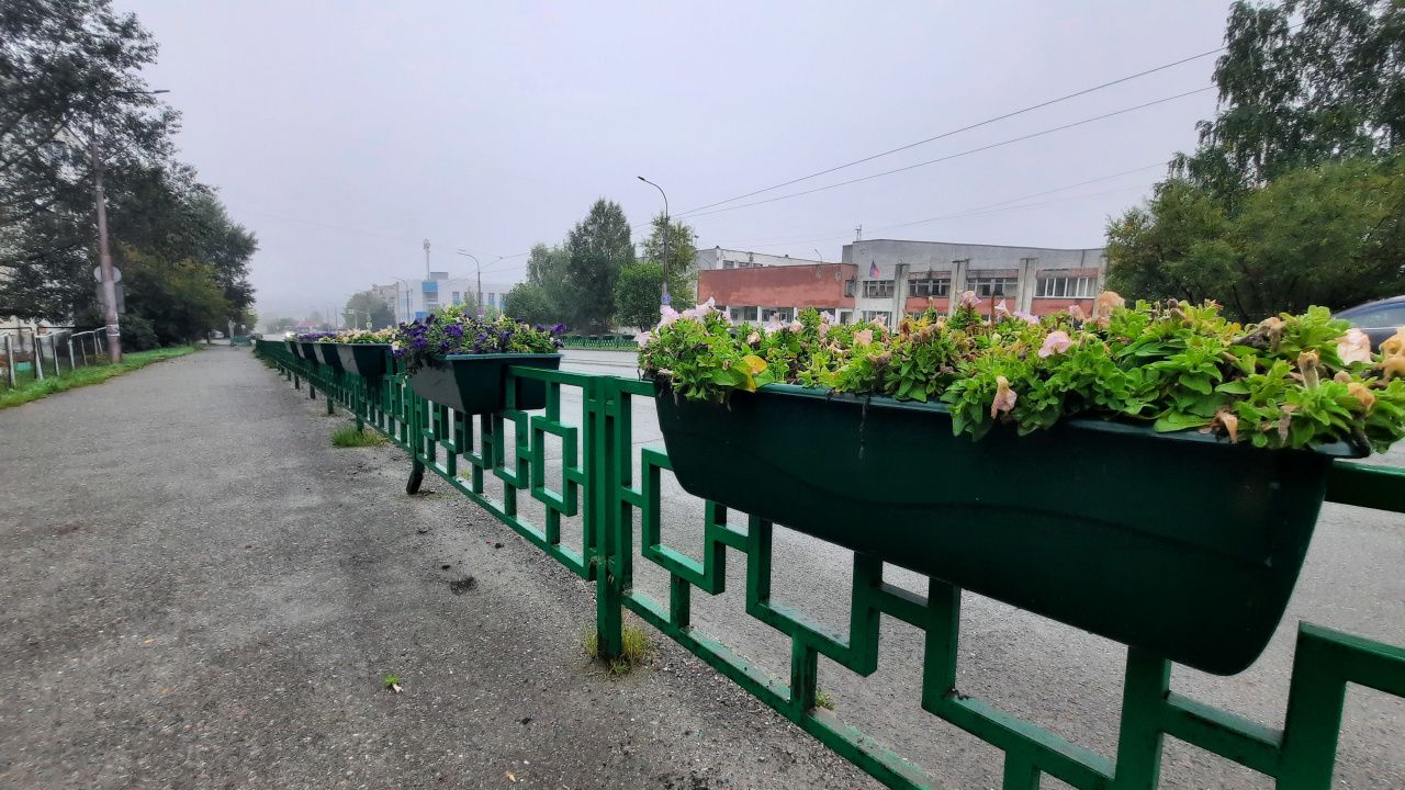 «Все зависит от погоды». Скоро уберут цветы с городских клумб