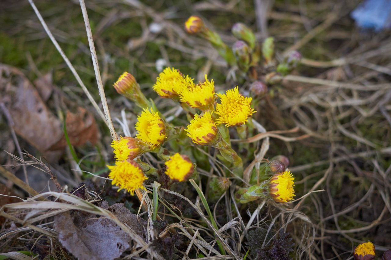 На севере области в Пасху ожидается теплая погода с дождем