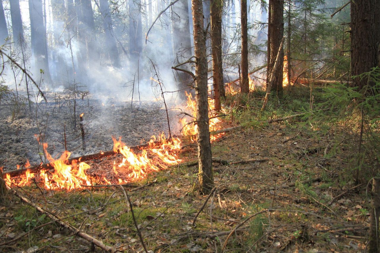 Лесной пожар на площади 42 футбольных поля бушевал под Карпинском