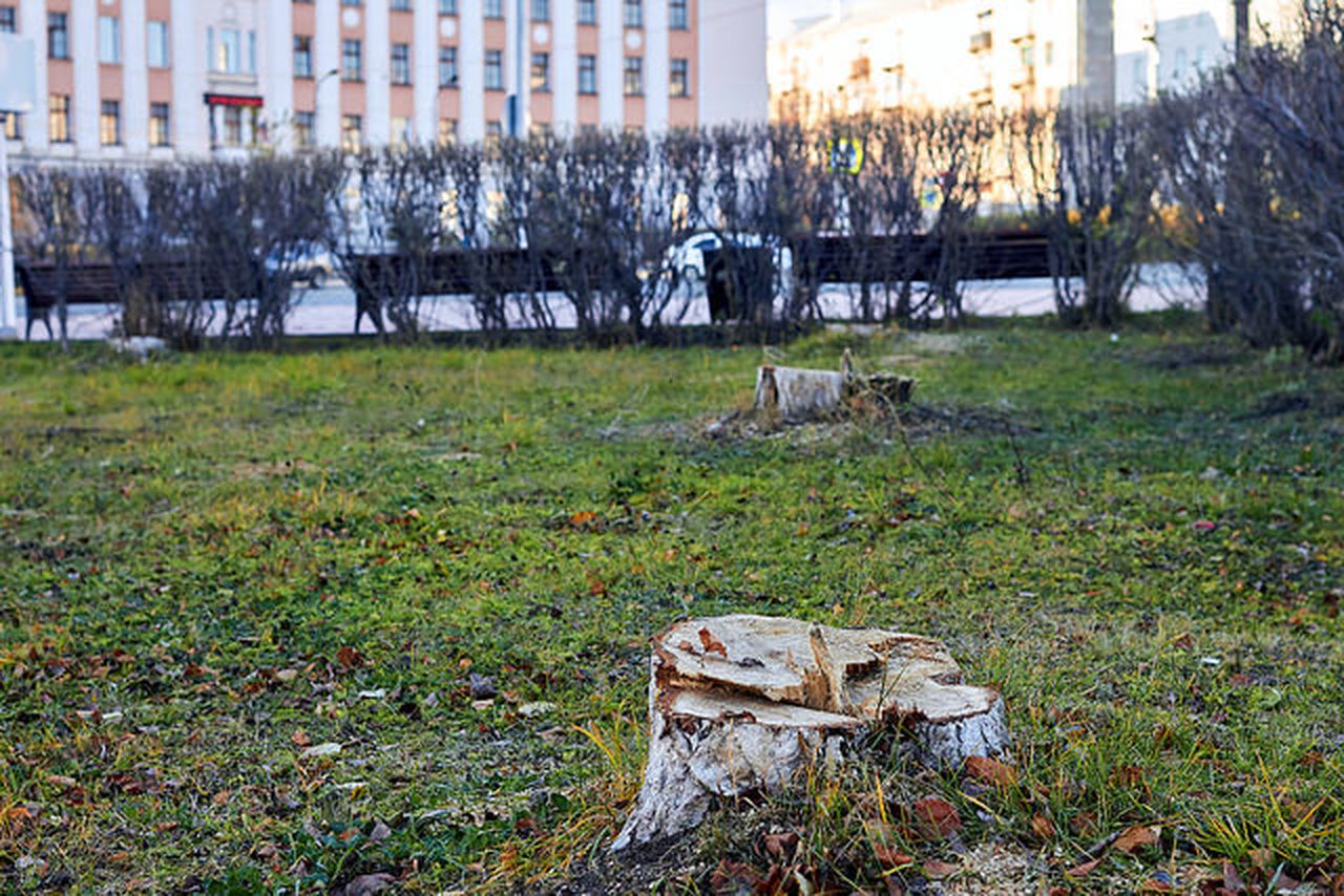 На площади вырубили деревья