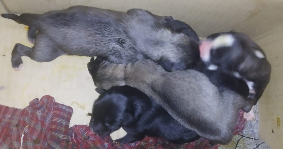 Горожанка спасла от смерти в помойке пятерых щенков