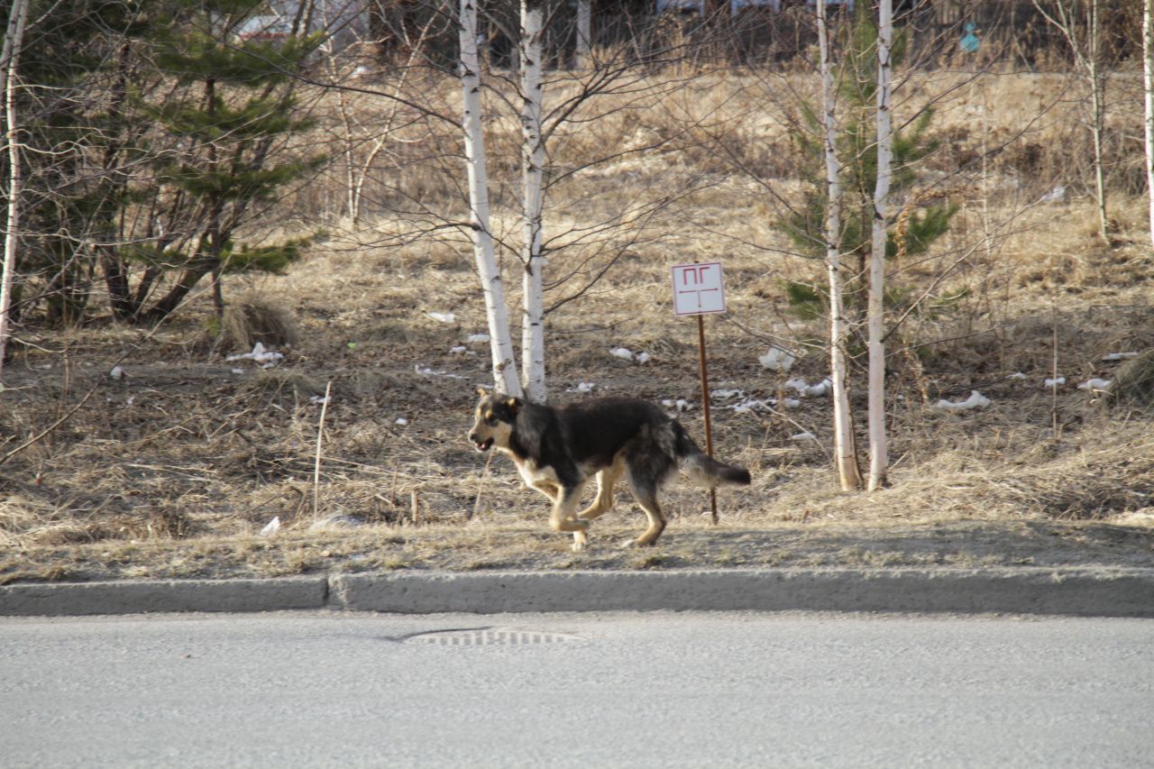 В Краснотурьинске стало больше бездомных собак