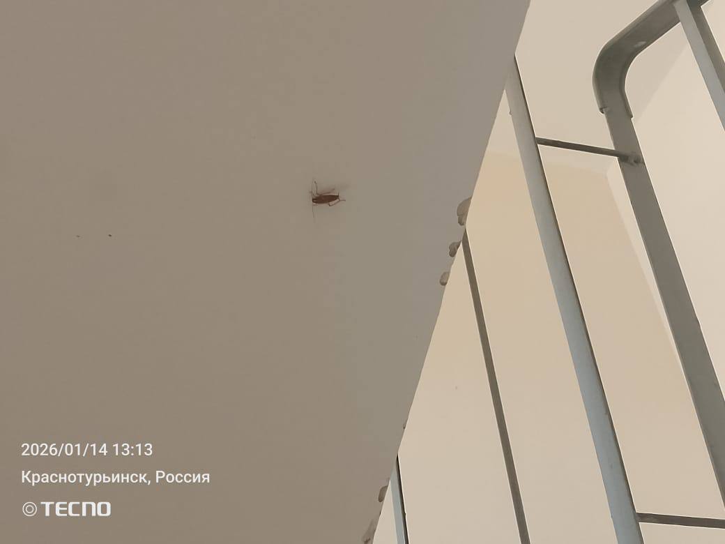 «Лезут прямо через дверь»: горожанка из нового дома рассказала о нашествии... тараканов