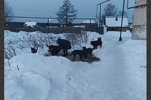 «Не кормить!»: мэр Краснотурьинска предложил способ нивелировать «собачий» вопрос