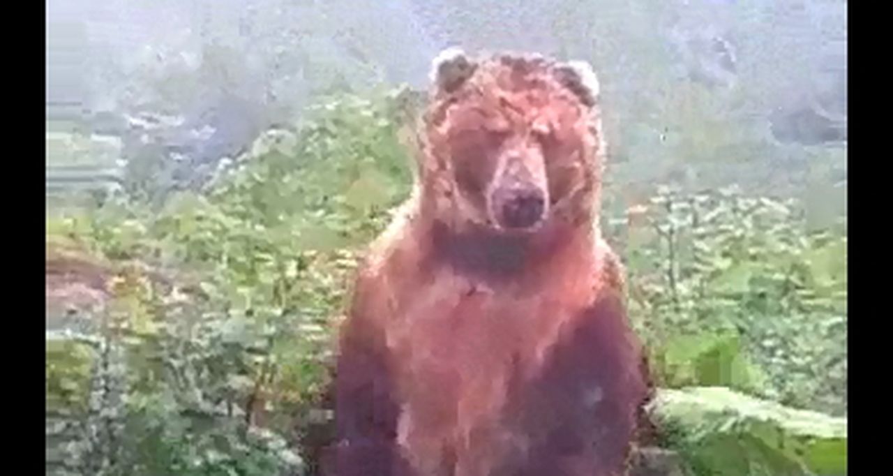Видео с устрашающем медведем на Медной Шахте является фейком