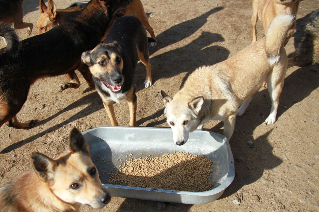 40 мешков корма и три багажника вещей: краснотурьинцы собрали помощь приюту для животных