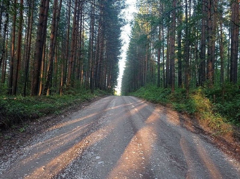 Вырубленные в лесу деревья продали предпринимателю за 660 тысяч рублей