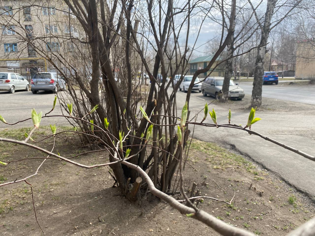 Синоптик прогнозирует похолодание. Апрель закончится ночными заморозками