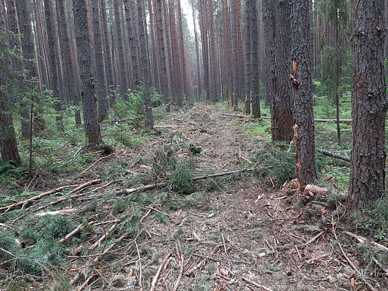 Деревья, вырубленные во время строительства лыжероллерной трассы, собираются продать