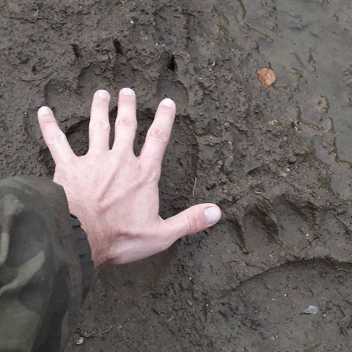 Медведь вблизи Краснотурьинска стал раскапывать могилы. До тела не докопал 60 сантиметров
