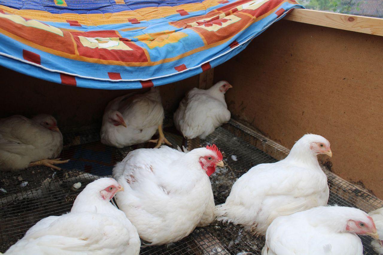 26 цыплят, купленных в конце апреля, дали на выходе 40 кг качественного мяса, которое бесценно