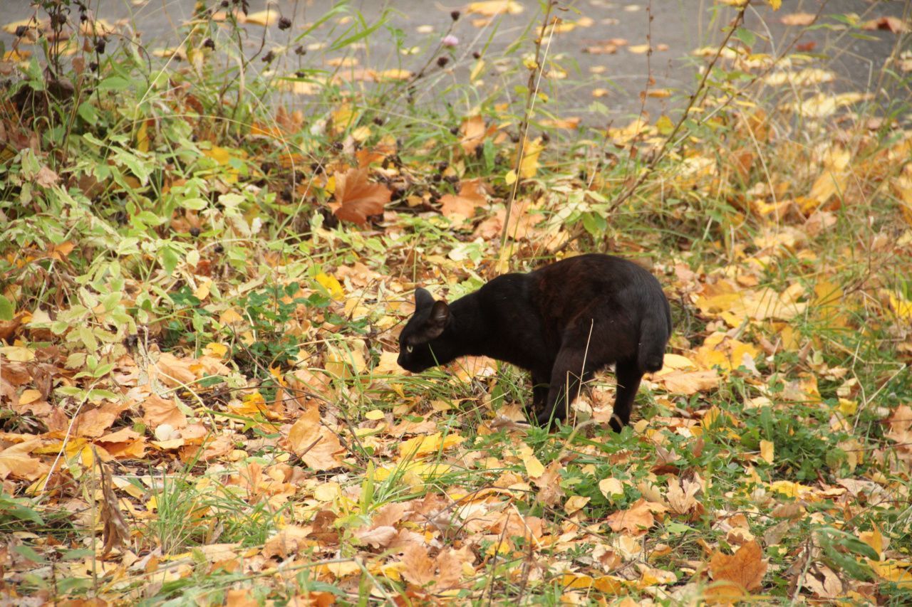 «Прохладная и неустойчивая». Какая погода будет на севере региона в конце сентября и начале октября