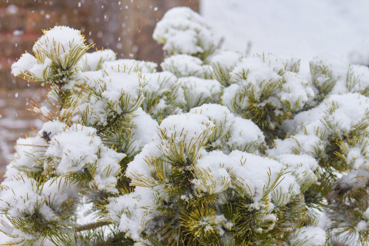Ноябрь на севере области ожидается на градус теплее нормы 