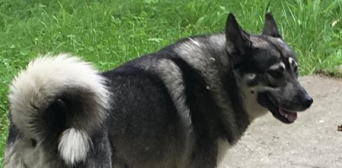 Рассмотрение дела об убийстве пса Федора перенесли