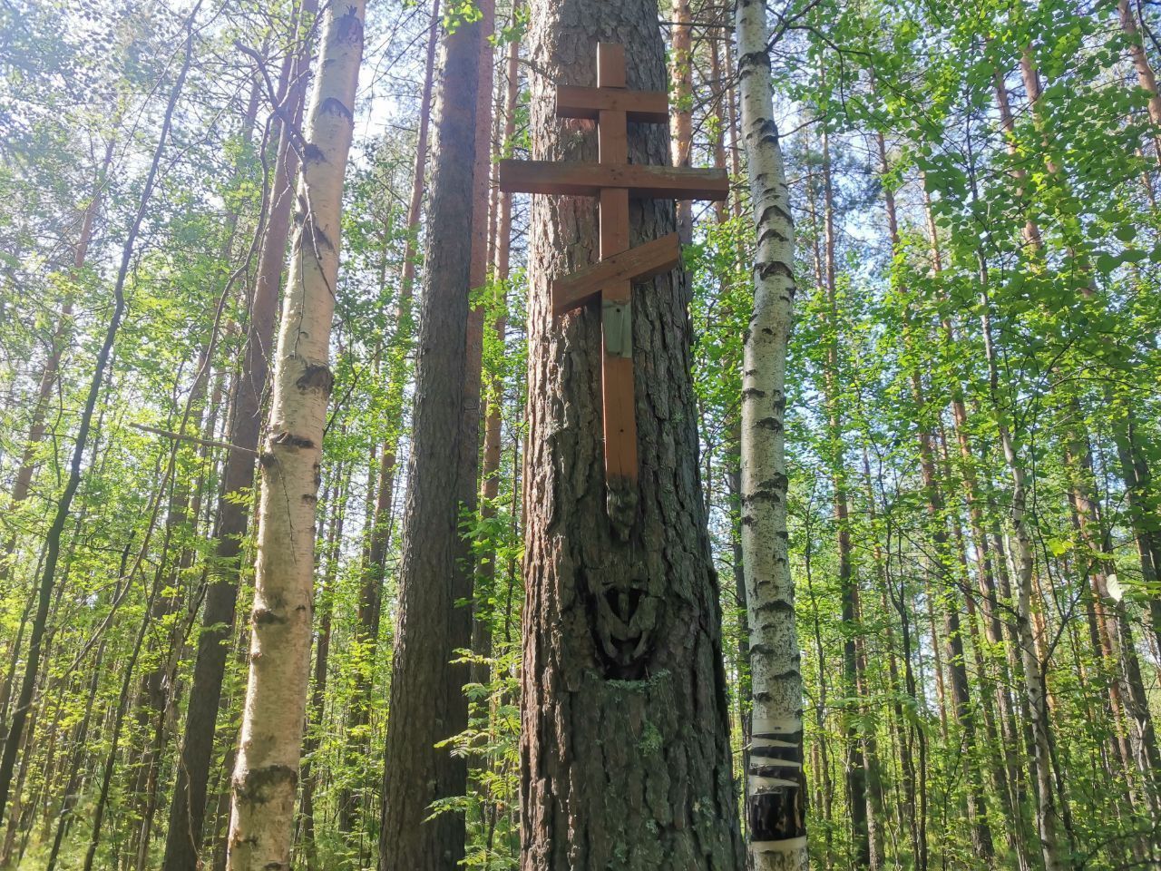 Кривляка и могильный крест на сосне