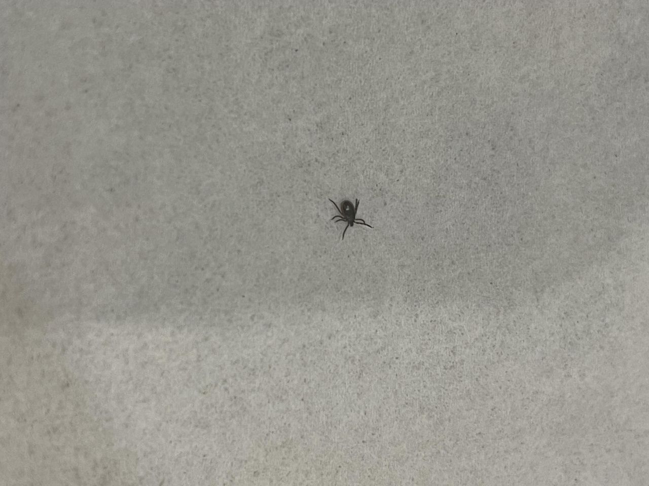 Более 50 краснотурьинцев пострадали от укусов клещей за неделю