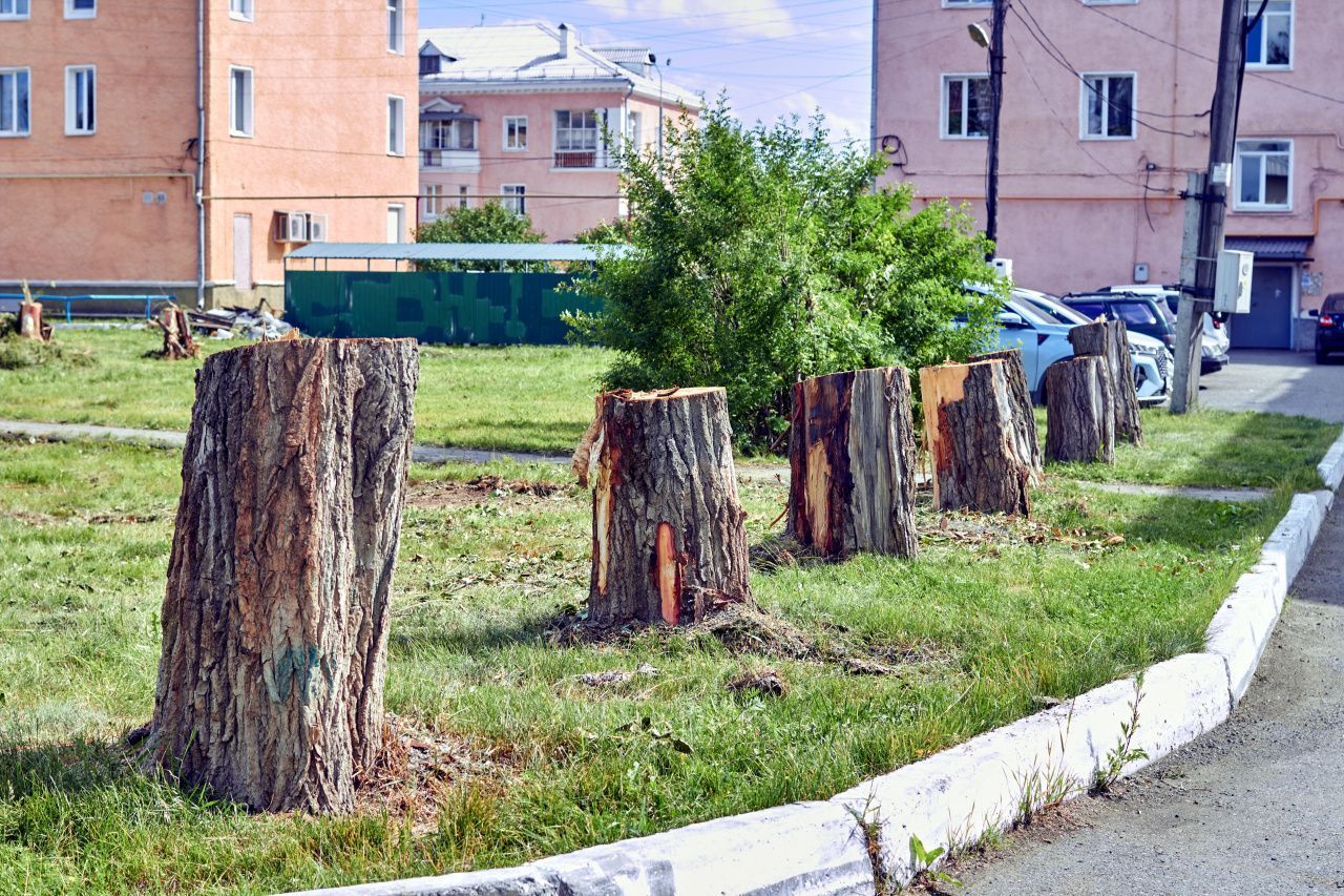 “Просто благоустроят”: в мэрии прокомментировали рубку деревьев по Фрунзе