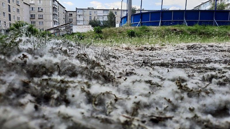 Белый порох: за поджог тополиного пуха горожанам грозит  штраф в 4 тысячи рублей
