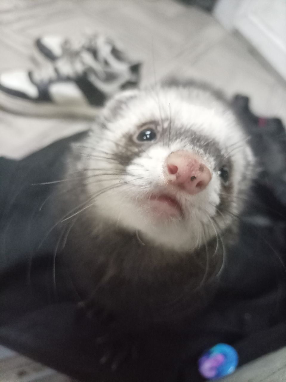 На Суходойке потерялся хорек Чубрик: «Очень волнуюсь за своего любимчика»