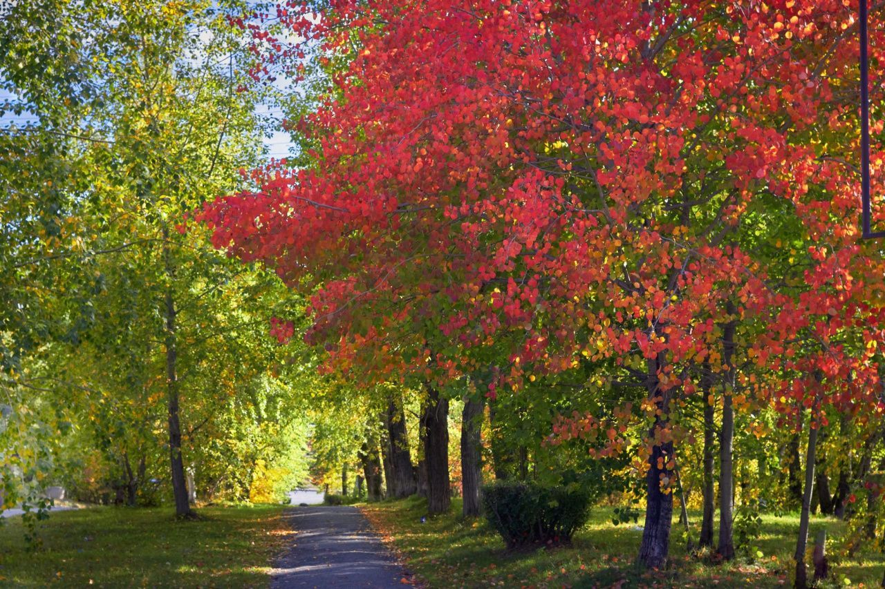 В Гидрометцентре рассказали, чего ждать от погоды в день школьных линеек