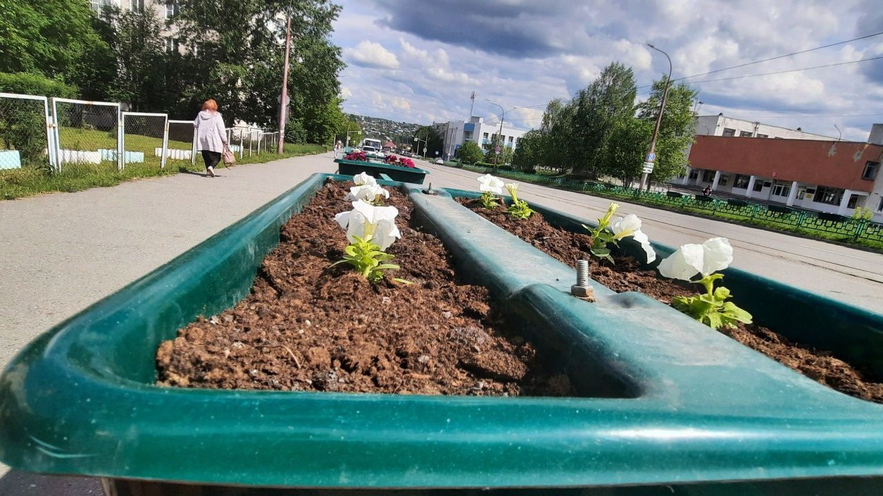В Краснотурьинске высадят почти 80 тысяч цветов