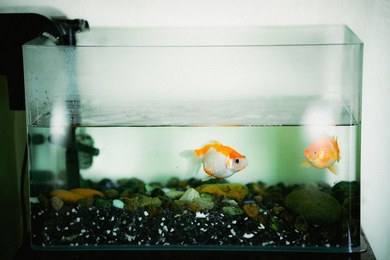 Самый “тихий питомец”: как выбрать первую рыбку и аквариум домой