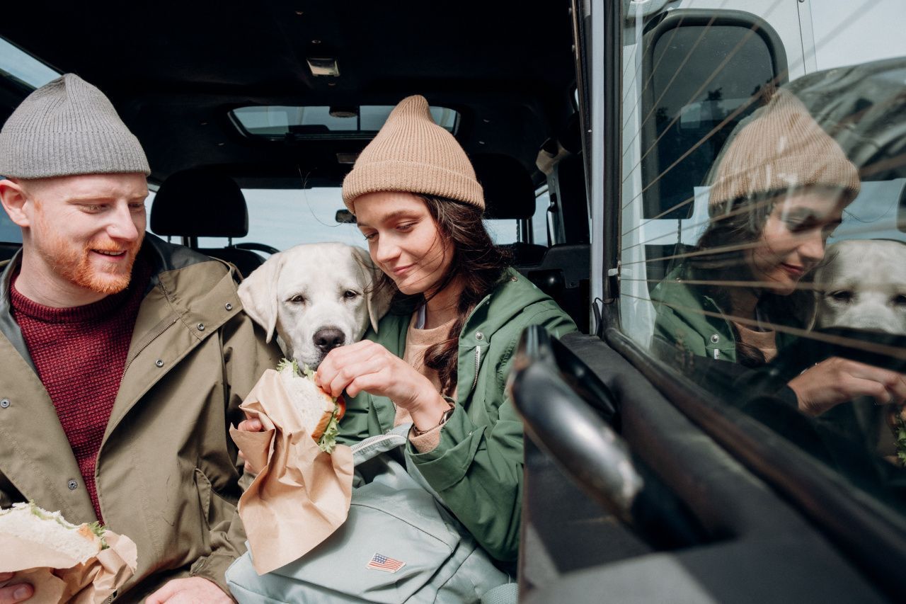Путешествуете с собакой: что нужно брать с собой, а какие справки и прививки могут пригодиться 