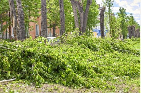 Валкой деревьев займется фирма, которая выигрывала конкурс по уборке свалок
