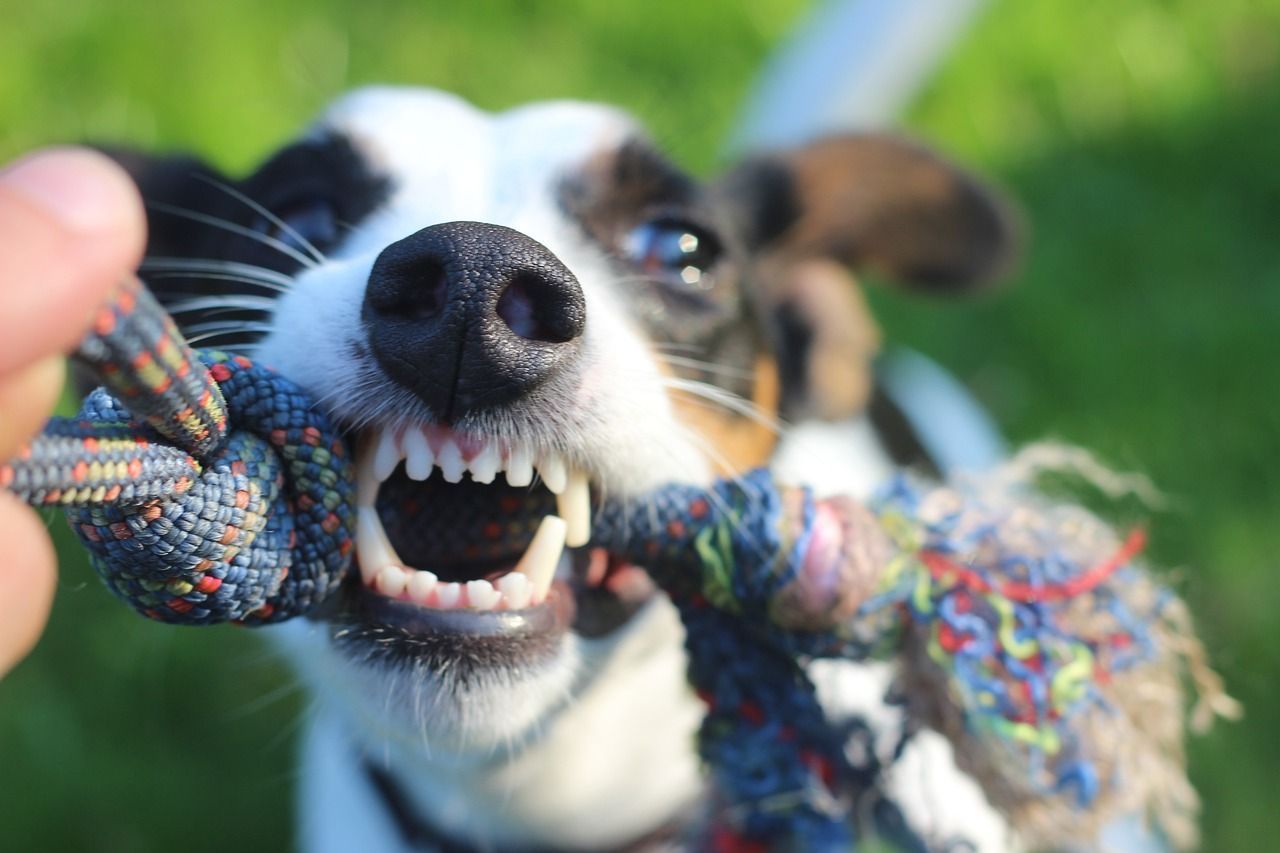 Белоснежная улыбка у хвостатых: зачем собаке чистить зубы и как это ввести в привычку