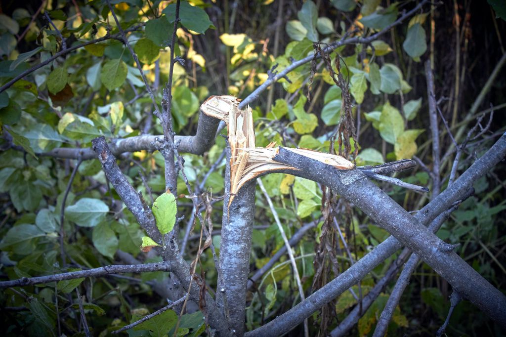 Видимо, мишка хотел полакомиться остатками урожая на верхних ветках. Фото: Вадим Аминов, «Вечерний Краснотурьинск»