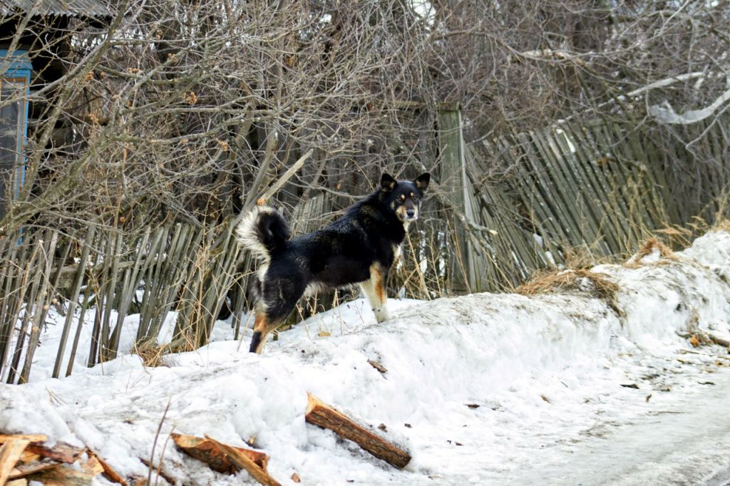 Одна из тех собак, которые живут у Елены. Фото: Вадим Аминов, "Вечерний Краснотурьинск"