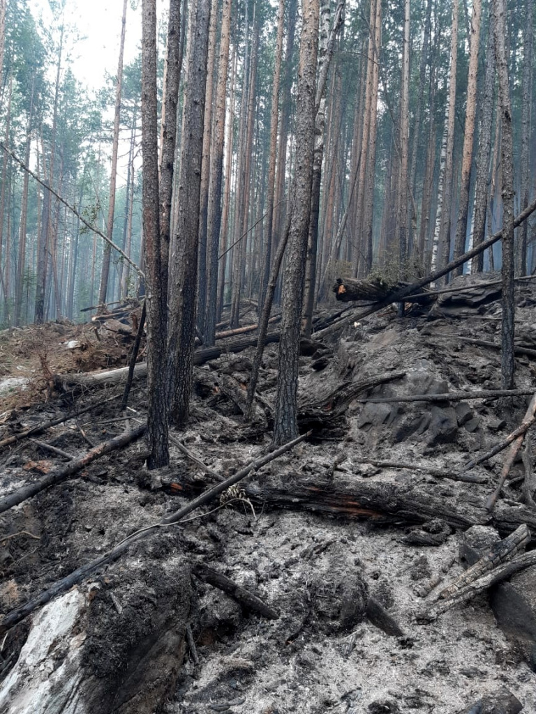 Фото Лесов До И После