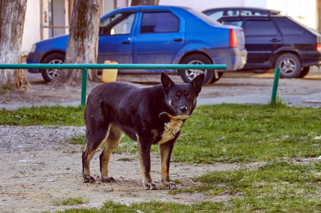 Одна из жительниц дома признается, что подкармливает бездомных собак, потому что жалеет их. Фото: Вадим Аминов, "Вечерний Краснотурьинск"
