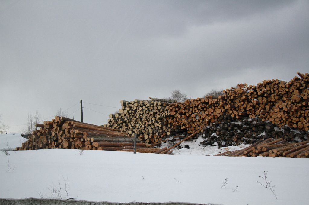Историк: ”Лагеря на севере возникли, чтобы удовлетворить потребность государства в освоении лесов”. Фото: Константин Бобылев, “Глобус”