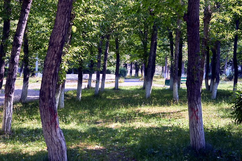 Перед валкой деревья пометили красным крестом. Фото: Вадим Аминов, "Вечерний Краснотурьинск"