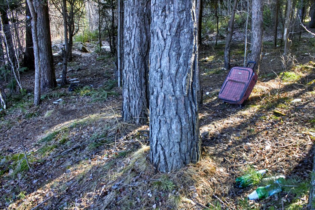 В лесополосе у Южного. Фото: Вадим Аминов, «Вечерний Краснотурьинск»
