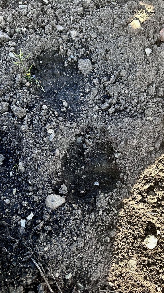 После дождей следы видны хуже, но отличить отпечаток пятки и когтей можно. Фото: Мария Шевнина, «Вечерний Краснотурьинск»