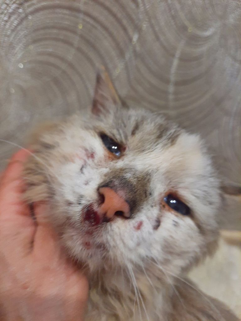 Сейчас кот в надежных руках. Вороны успели нанести животному раны. Фото со страницы Инны Обуховой в социальной сети “ВКонтакте”