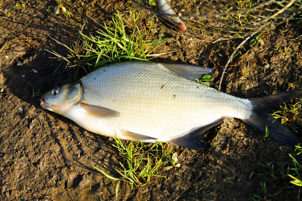 Можно нарваться на штраф не только за рыбу, выловленную неправильным образом, но и за рыбу меньше допустимых размеров. Фото: Алеся Копылова.