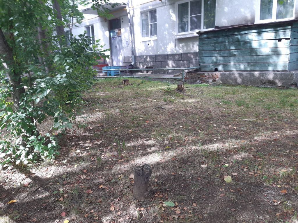 Пни, оставшиеся от спиленных деревьев в прошлые годы. Фото: Михаил Бобков, "Вечерний Краснотурьинск"