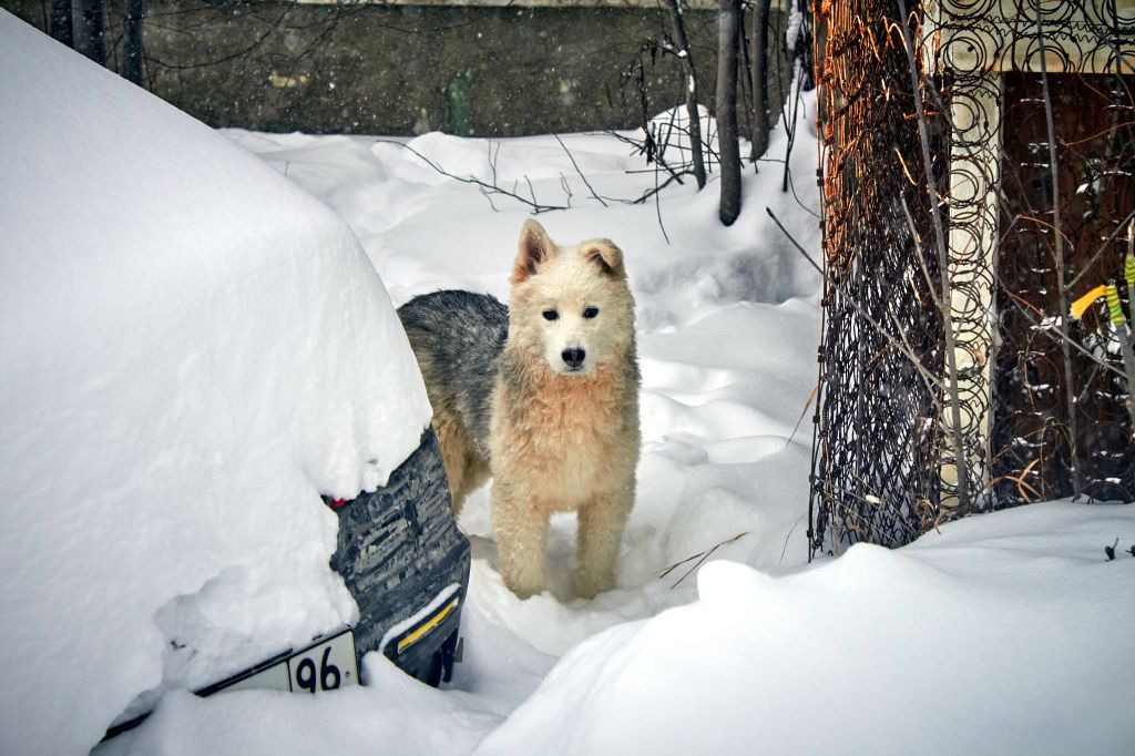 Одна из собак во дворе дома №6 по улице Колхозной. Не знаем, бродячая она или одна из тех, что завел Андрей и сейчас животное "на самовыгуле". Фото: Вадим Аминов, "Вечерний Краснотурьинск"