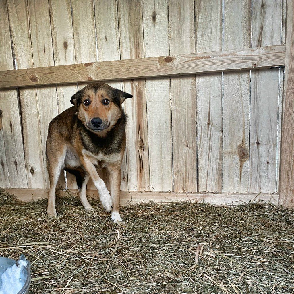 Буран обзавелся квадратными метрами и идет на поправку. Фото: Александра Мякишева