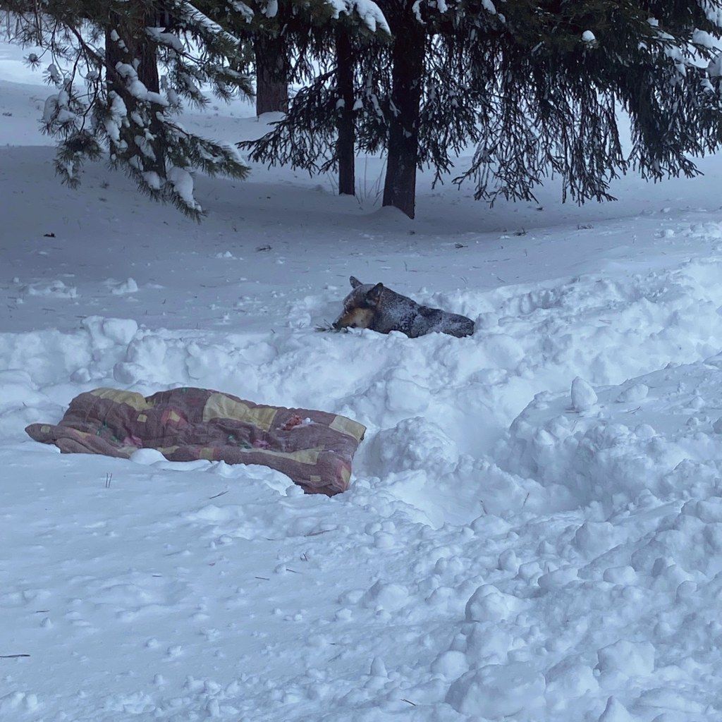 Сейчас пес потихоньку начал ходить. Об этом сообщил Алексей Трофимов. Фото: Александра Мякишева