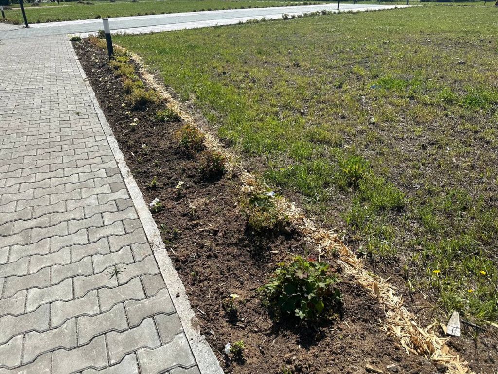 Геннадий Патрахаев отмечает, что на некоторых клумбах цветы завяли. Фото: Мария Шевнина, «Вечерний Краснотурьинск»