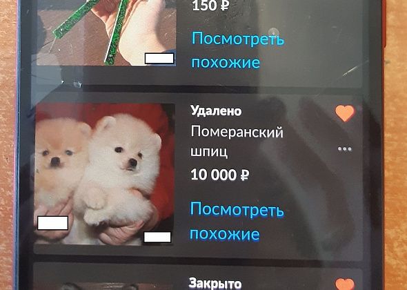 Безработная жительница Краснотурьинска продавала на "Авито" щенков шпица, которых у нее не было