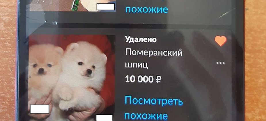Безработная жительница Краснотурьинска продавала на "Авито" щенков шпица, которых у нее не было