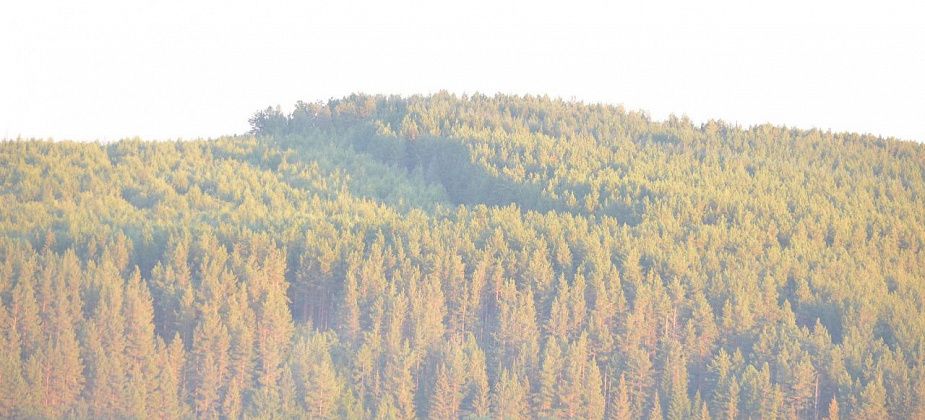 Жителя Марсят осудили за вырубку леса у Чернореченска