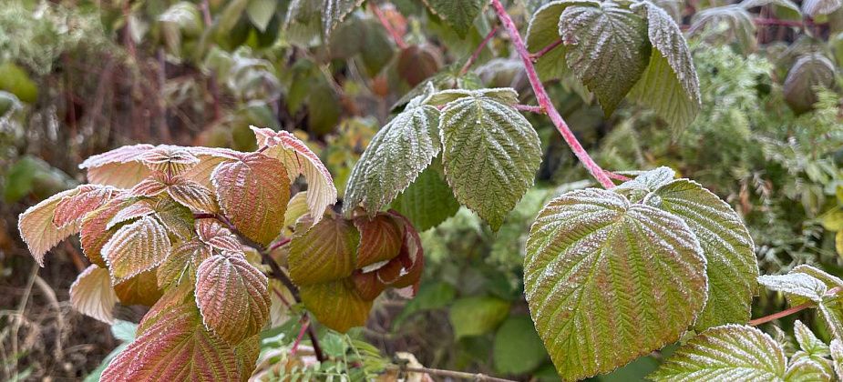 На севере области закончилось "бабье лето"