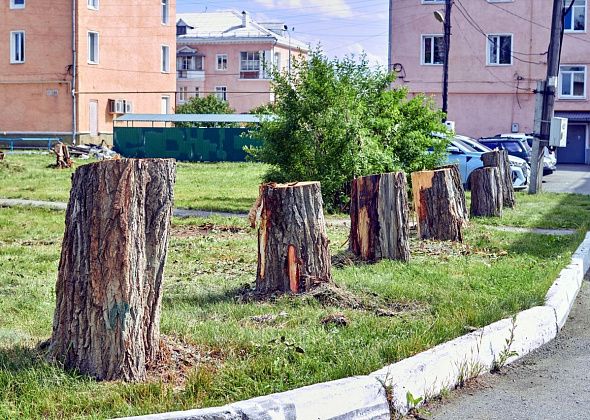 “Просто благоустроят”: в мэрии прокомментировали рубку деревьев по Фрунзе