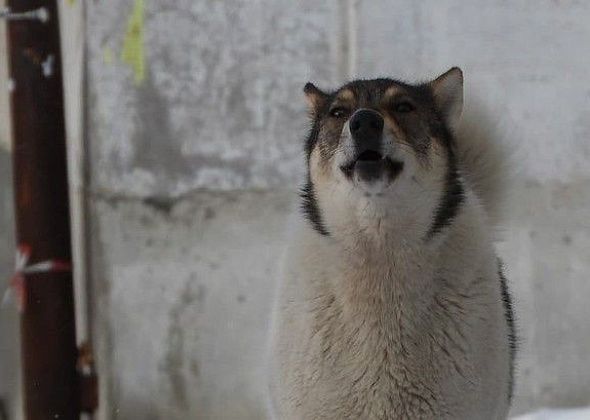 Областные власти выделяют почти 900 тысяч на отлов бродячих собак в Краснотурьинске